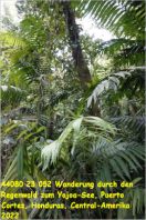 44080 23 052 Wanderung durch den Regenwald zum Yojoa-See, Puerto Cortes, Honduras, Central-Amerika 2022.jpg